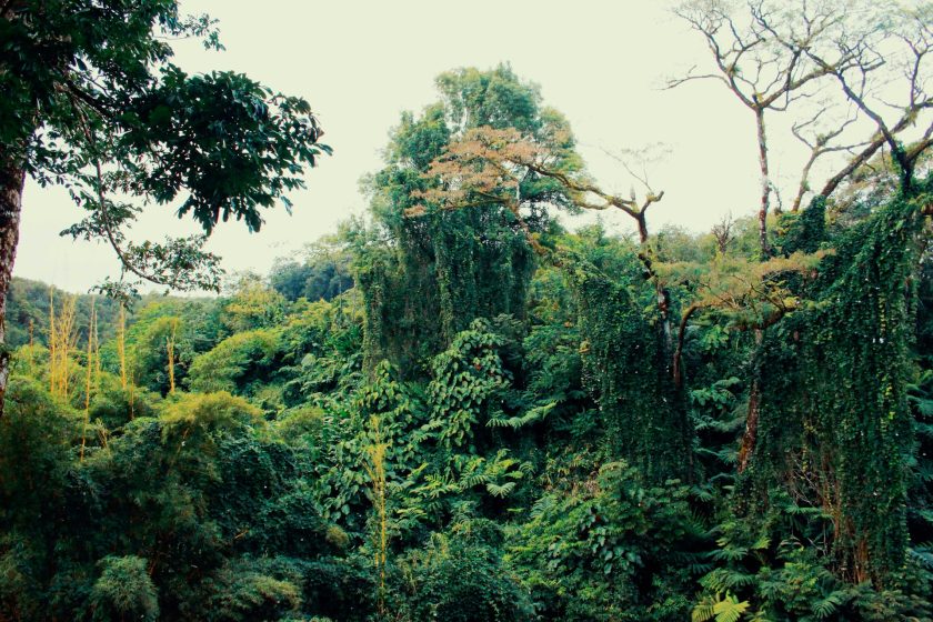 vegetáció fogalma